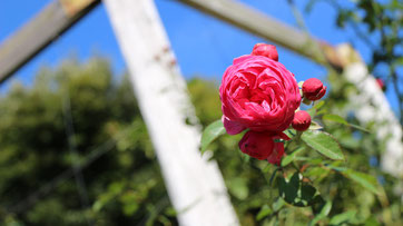 浜名湖ガーデンパークの薔薇
