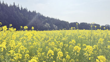 田原まで綺麗な菜の花を見に行きました☺