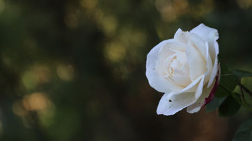 自宅に咲いた薔薇
