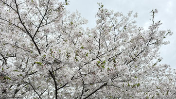 先週引佐で綺麗な桜をみてきました☺