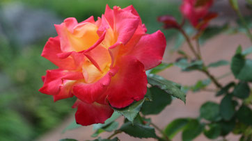 庭の薔薇がまだまだ綺麗に咲いております☺
