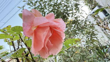 自宅の薔薇が綺麗に咲いています☺