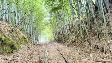 西中金駅付近の配線と竹林