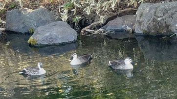 吉田公園の可愛らしい野鳥たち☺