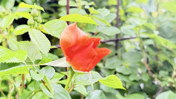 自宅に綺麗な薔薇が咲き始めました☺