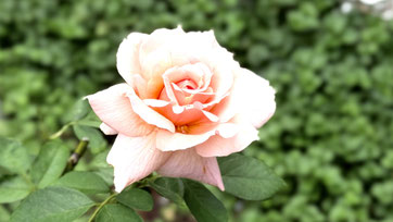自宅の薔薇が綺麗に咲き始めております☺