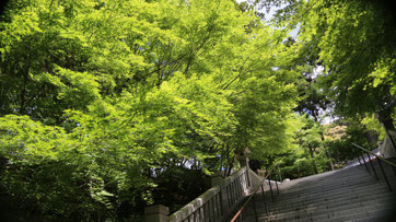 法多山の階段は運動不足だとキツイんですよね☺