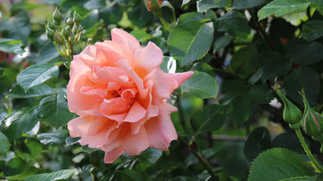 我が家の綺麗な薔薇はまだまだ健在です☺