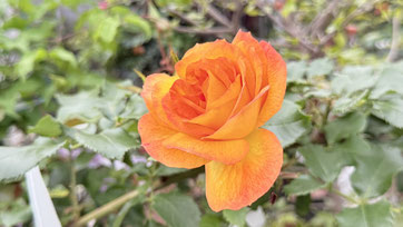 庭の薔薇がまだ綺麗に咲いています☺