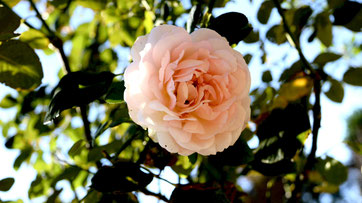 浜松フラワーパークで綺麗な薔薇をみてきました☺