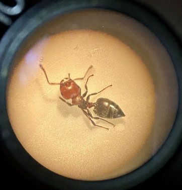 Identifier et traiter les fourmis charpentières
