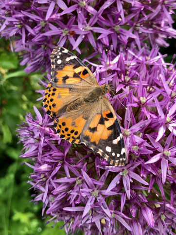 Distelfalter, Foto by eve-on