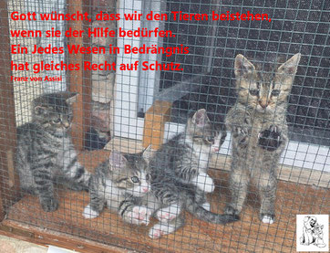 Gott wünscht, dass wir den Tieren beistehen, wenn sie der Hilfe bedürfen. Ein jedes wesen in Bedrängnis hat gleiches Recht auf Schutz. (Fr.v. Assisi)