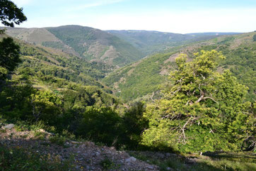 On y récolte du châtaigner, du serpolet, de la bruyère érica, de la bruyère calune, de la ronce, du sapin sur les sommets.