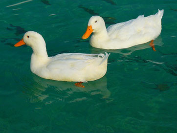 Paddling plot ducks.