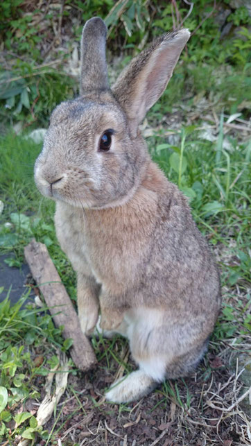 志賀高原の野ウサギ