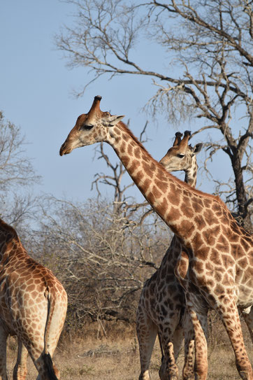 sabi-sands-giraffen