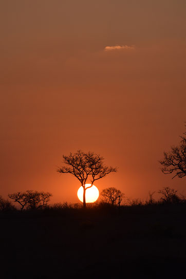 sabi-sands-sonnenuntergang