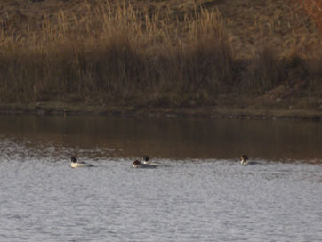 Gänsesäger; Foto: Michael Wetzel