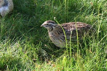 Wildfarbige Wachtelhenne