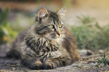 Nebenjob als Katzensitter im Großraum Recklinghausen- Tierbetreuung, Katzenbetreuung, Katzensitting