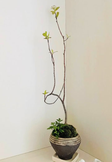 陶芸家 ブログ 陶芸作品 笠間焼き 陶芸 粉引作品 火まつり 陶炎祭 差し入れ 鉢植え 盆栽 鉢 山野草