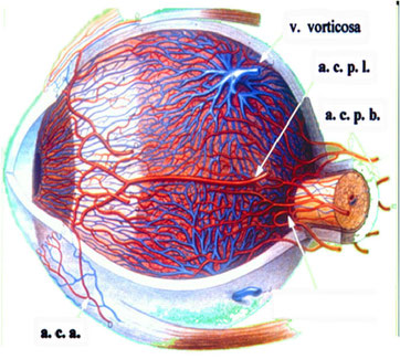 Origine e sito delle vene vorticose e del dispositivo arterioso.