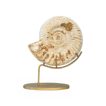 Ammonit auf Gestell als dekoratives Fossil für Wohnaccessoires