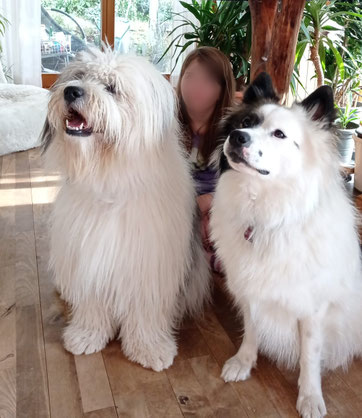 Elo® Rauhaar Hoshi und Elo Glatthaar Cobain von Werths Echte