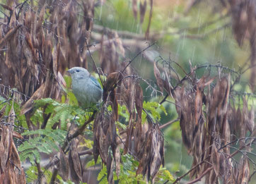 Vogel bei Regen