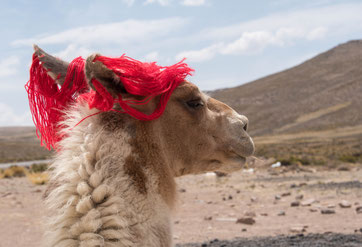 Lama