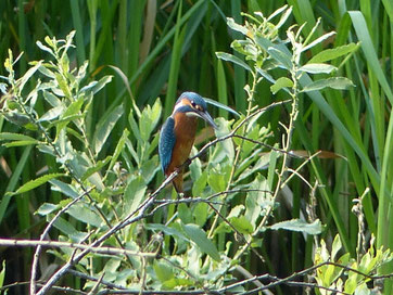 Alcedo atthis (Foto: Kanis)