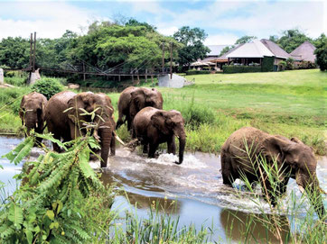 Krüger Nationalpark Unterkünfte: © Hippo Hollow Country Estate