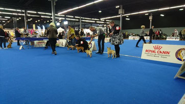 Ring d'une confirmation canine par coach canin 16 educateur canin en charente