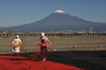 赤い絨毯、静岡県富士市富士川  （全紙）