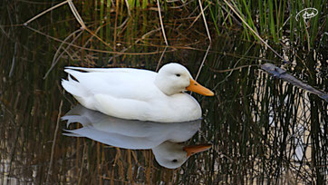 Hausente im Birkensee (April 2022)