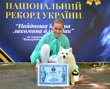 Japanese Spitz Simba, Ukraine, National Record of Ukraine, 2021, owners, dogs, The Longest delicacy for dogs, unusual records, Yuliya Strizhkina