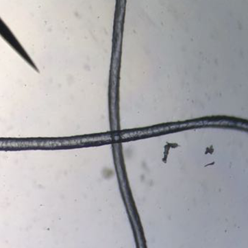 fibre laine microscope