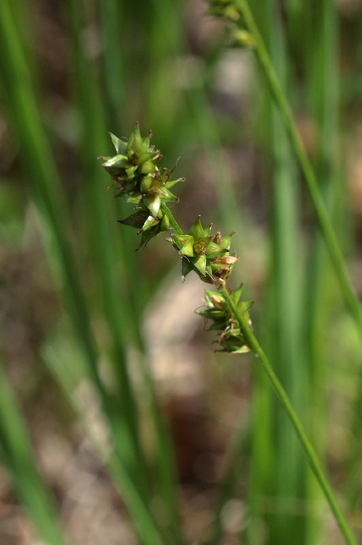Artengruppe der Sparrigen Segge - Carex muricata agg.; Waldwegrand bei Bad-Herrenalb (G. Franke, 31.05.2018)