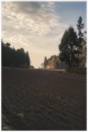 Im Schatten des Waldesrands