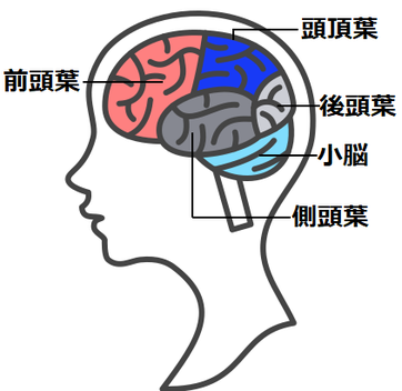 自律神経のページでわかりやすく前頭葉酷使を伝えるため脳の５つの分野を表した画像