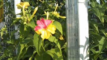 ６月　花菖蒲