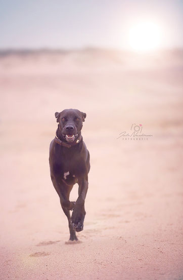 Dänemark_Urlaub mit Hund_Hundegesetz_Erfahrungen_Die Roadies