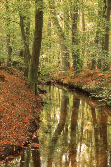 Hierdense beek, Leuvenumse bos