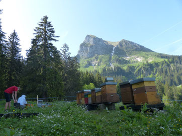 Zuchtvölker vor dem Moléson