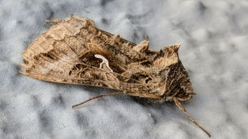 Die Gammaeule (Autographa gamma), auch Pistoleneule genannt, ist ein Schmetterling (Nachtfalter) aus der Familie der Eulenfalter (Noctuidae). (Foto: Weigand Naumann)