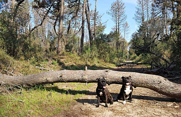 addestramento cani viareggio , addestramento cani pisa , addestramento cani lucca , centro cinofilo , addestratore cinofilo ENCI