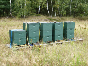Fünf Bienenvölker unserer Honigbienen in der Altengrabower Heide. Das Heidekraut blühte hier dieses Jahr trotz langer Trockenheit. Wir konnten guten Honig ernten.
