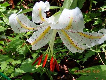 唯一咲いていたヤマユリの花