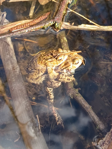 Kleinere Kröte hockt auf größerer auf einem Zweig im Wasser.